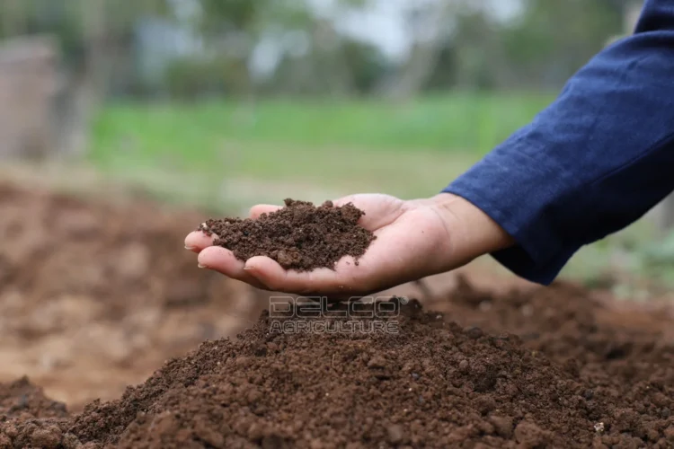 compost la gi vi sao nen dung 1