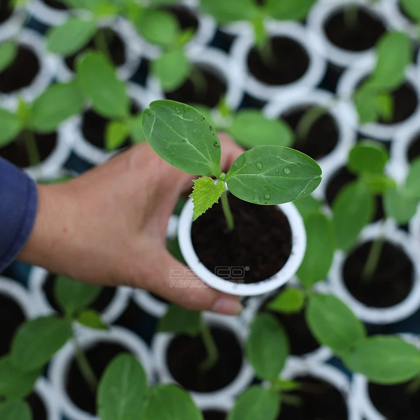 Delco Agri’s cellulose-degrading microbial product made from chicken manure helps improve the living environment of soil microorganisms and enriches soil nutrition.