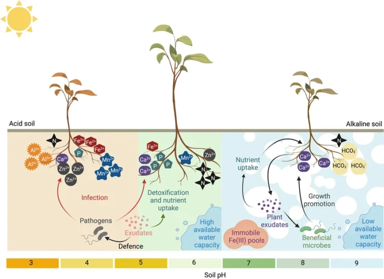 soil microorganisms in farming