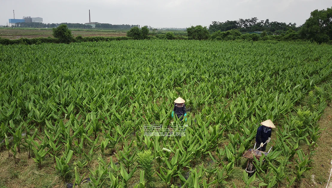 nong san sach delco vietnam nghe 1