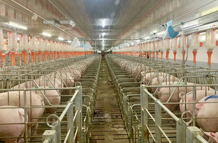 Large-scale closed pig farming facility in Northern Vietnam