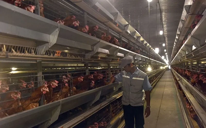 Mô hình trang trại nuôi gà đẻ trứng công nghiệp tại DELCO Farm Mô hình trang trại nuôi gà đẻ trứng công nghiệp tại DELCO Farm