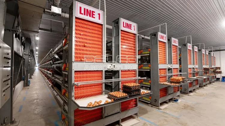 DELCO Farm egg conveyor line